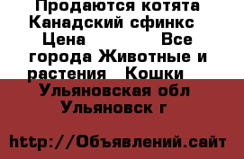 Продаются котята Канадский сфинкс › Цена ­ 15 000 - Все города Животные и растения » Кошки   . Ульяновская обл.,Ульяновск г.
